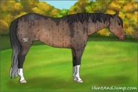 Horse Color:Brown Dun Appaloosa Brindle 