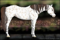 Horse Color:Bay Dun Sabino Near Leopard Rabicano 