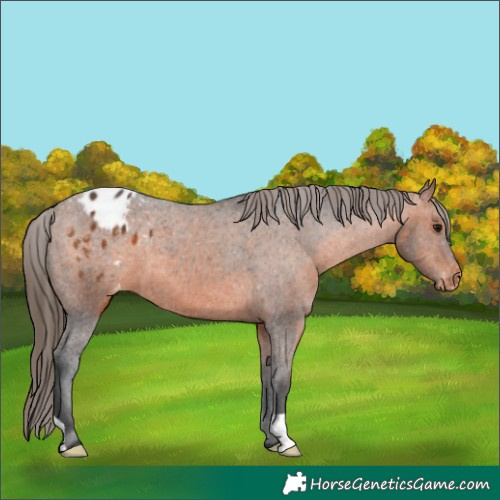 Horse Color:Bay Appaloosa 