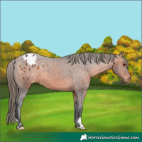 Horse Color:Bay Appaloosa 