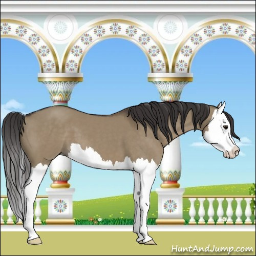 Horse Color:Smoky Grullo Sabino Splash 