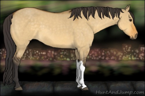 Horse Color:Buckskin Dun 