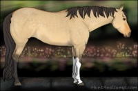 Horse Color:Buckskin Dun 