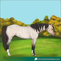 Horse Color:Bay Roan Dun 