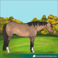 Horse Color:Bay Dun 