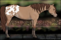 Horse Color:Bay Dun Appaloosa Rabicano 