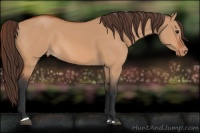 Horse Color:Bay Dun Sabino Varnish Rabicano 