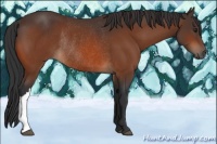 Horse Color:Brown Rabicano 
