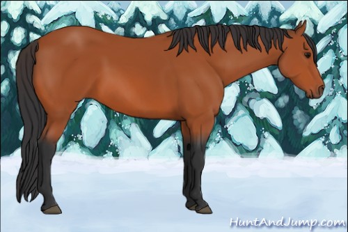 Horse Color:Bay Rabicano 