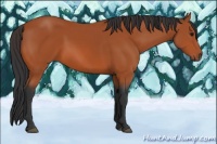 Horse Color:Bay Rabicano 