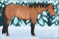 Horse Color:Bay Rabicano 