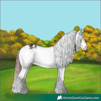Horse Color:Grullo Splash Frame Appaloosa 