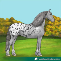 Horse Color:Black Appaloosa