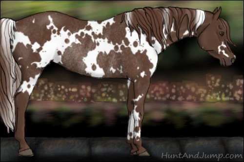 Horse Color:White Spotted Liver Chestnut Rabicano 