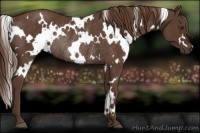 Horse Color:White Spotted Liver Chestnut Rabicano 