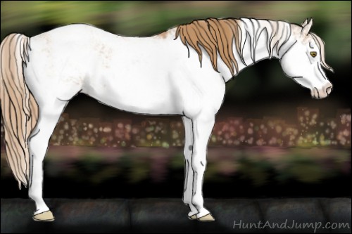 Horse Color:Chestnut Pearl Sabino Appaloosa