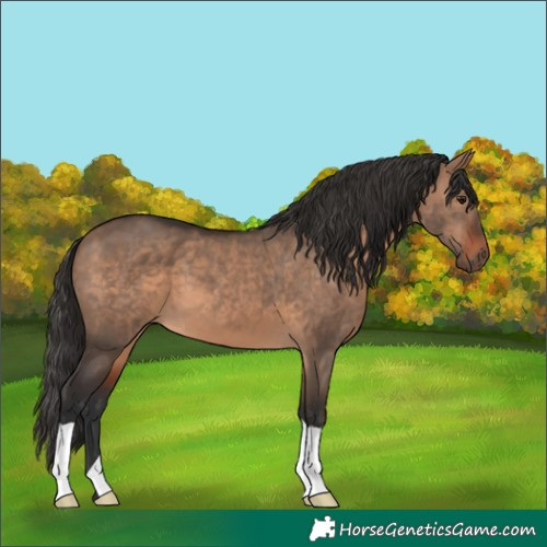 Horse Color:Brown Dun 