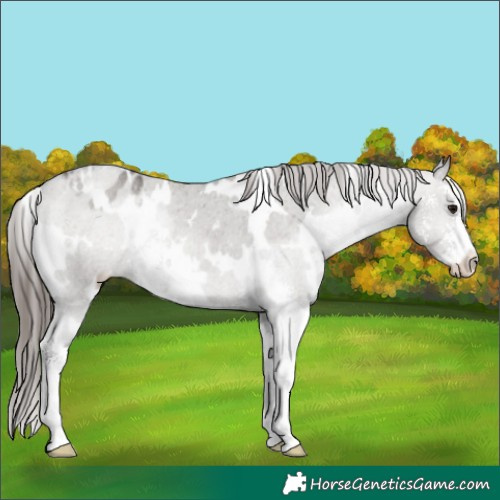 Horse Color:White Spotted Grullo Sabino Appaloosa Rabicano 