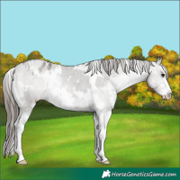 Horse Color:White Spotted Grullo Sabino Appaloosa Rabicano