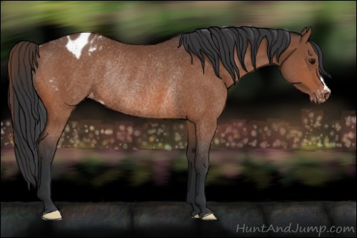 Horse Color:Bay Varnish Rabicano