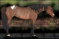 Horse Color:Bay Varnish Rabicano
