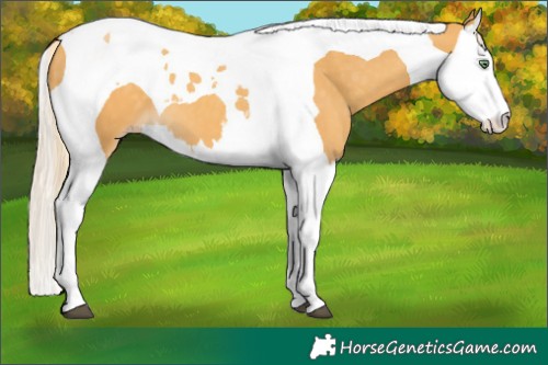 Horse Color:Gold Cream Champagne Splash Tobiano 