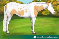 Horse Color:Gold Cream Champagne Splash Tobiano 