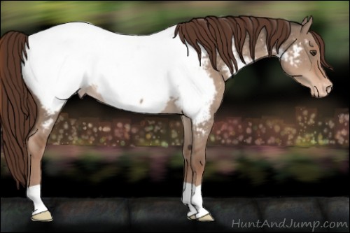 Horse Color:Liver Red Dun Appaloosa 