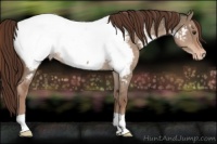 Horse Color:Liver Red Dun Appaloosa 