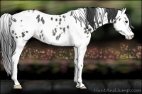 Horse Color:White Spotted Black Splash Appaloosa Rabicano 