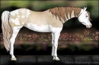 Horse Color:Smoky Black Pearl Splash Appaloosa Rabicano 
