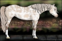 Horse Color:Silver Bay Ice Dun 
