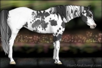 Horse Color:White Spotted Black Sabino Snowcap Rabicano 