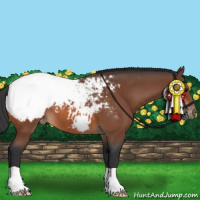 Horse Color:Bay Appaloosa 