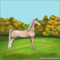 Horse Color:Silver Amber Champagne 