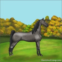 Horse Color:Grullo Brindle 