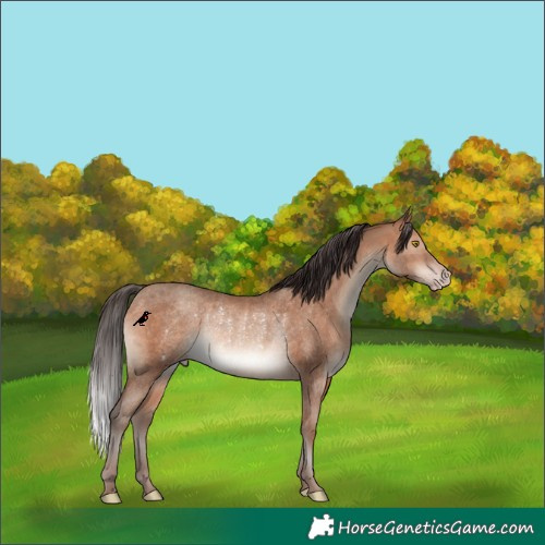 Horse Color:Sable Champagne Rabicano 