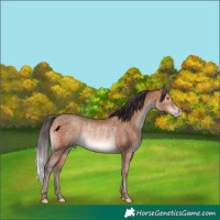 Horse Color:Sable Champagne Rabicano