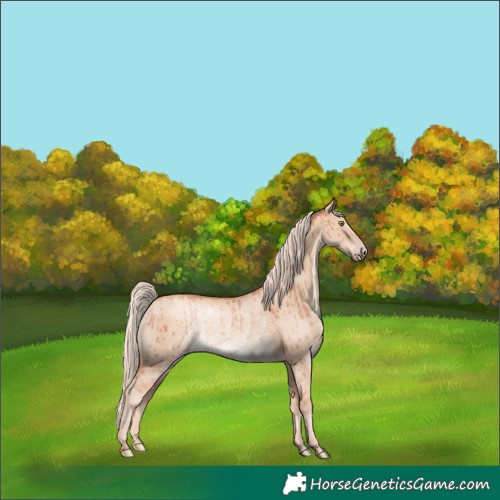 Horse Color:Gold Champagne Dun Rabicano Brindle 