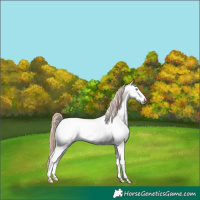Horse Color:White Spotted Gold Champagne Dun Rabicano 