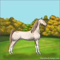 Horse Color:Gold Champagne Dun Rabicano 