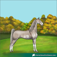 Horse Color:White Spotted Silver Grullo 