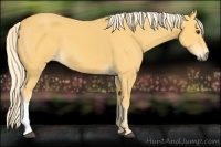 Horse Color:Palomino 