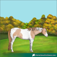 Horse Color:Bay Pearl Mushroom Sabino Tobiano