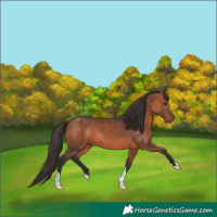 Horse Color:Bay Mushroom 