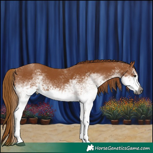 Horse Color:Gray White Spotted Chestnut 