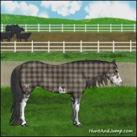 Horse Color:Plaid  Black Sabino 