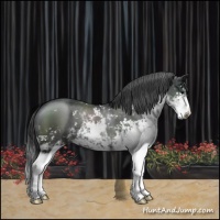 Horse Color:Black Sabino 