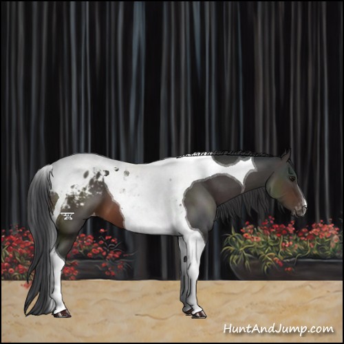 Horse Color:Brown Tobiano Appaloosa 