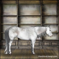 Horse Color:White Spotted Brown Sabino Splash
